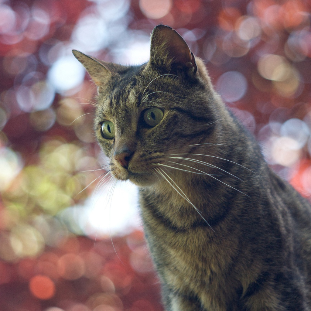 Домашний кот на фоне размытых огней