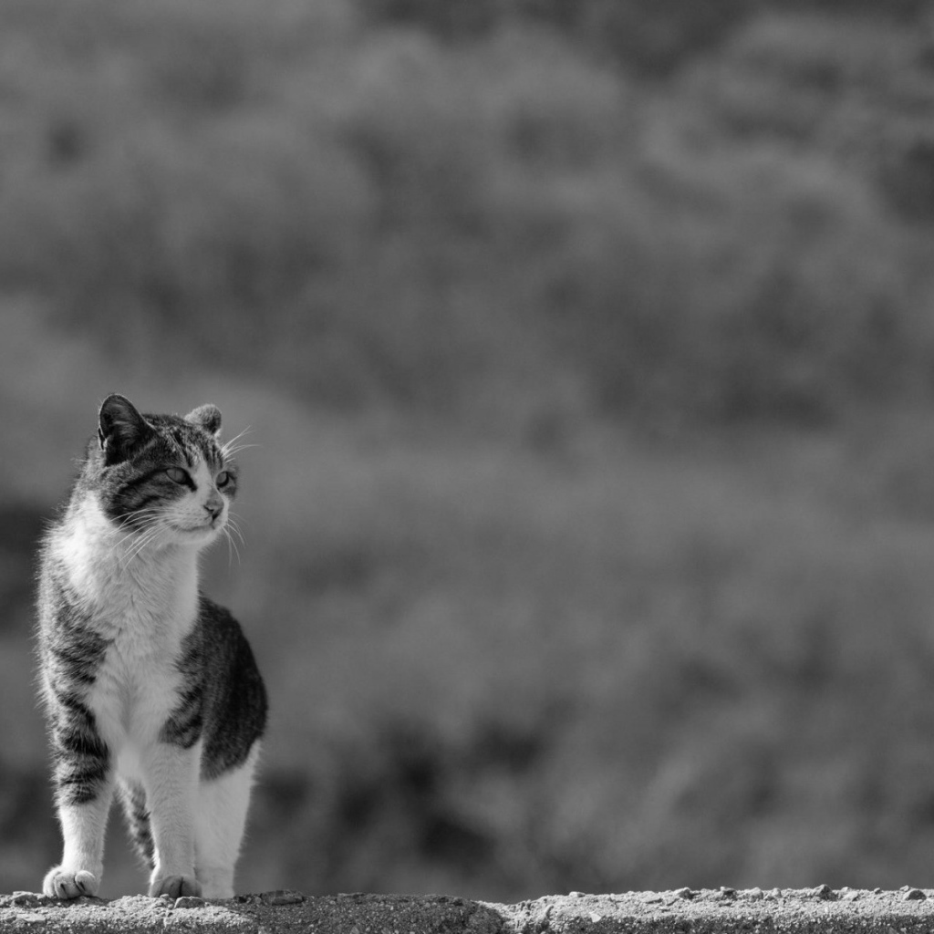 Домашний кот на сером фоне