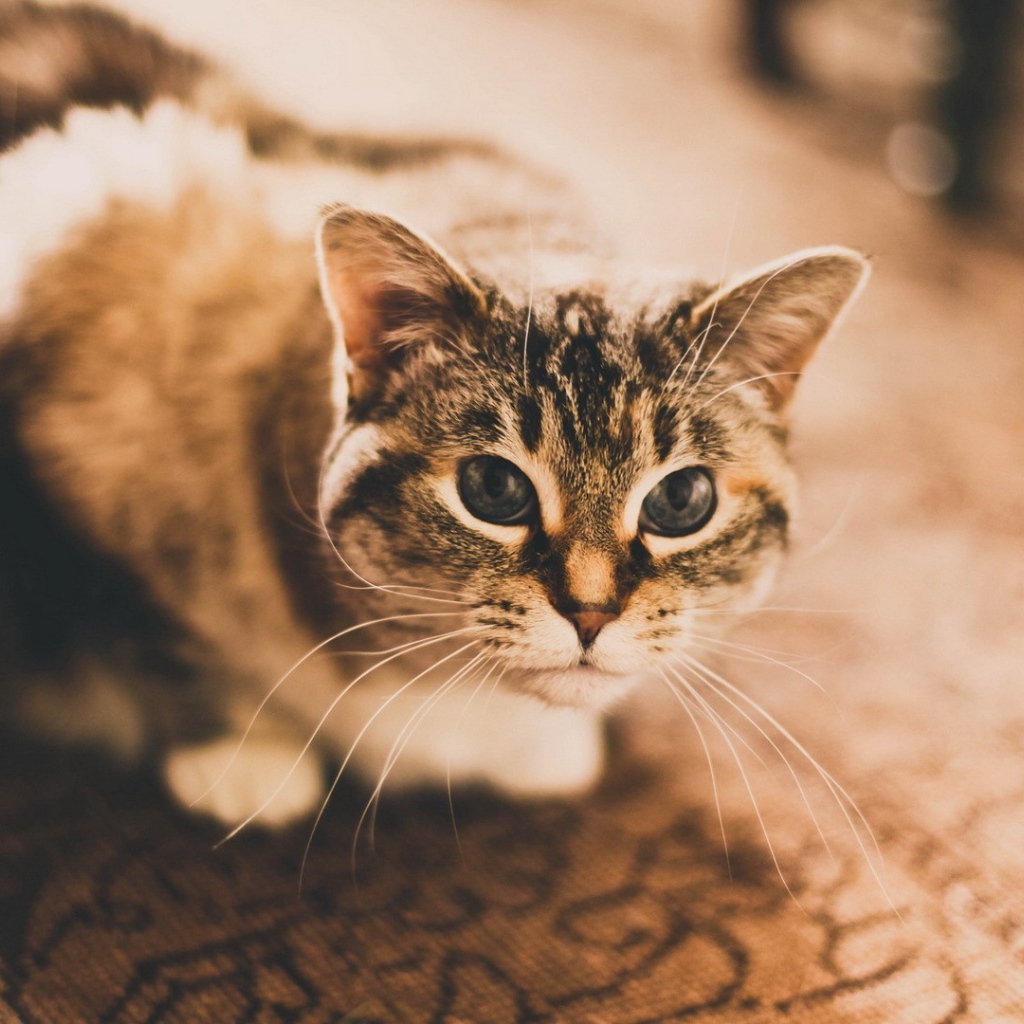 Домашняя кошка сидит на ковре