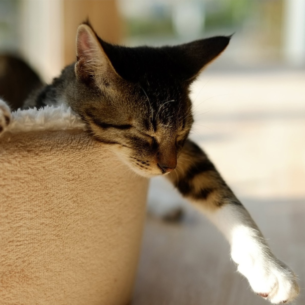 Домашний кот спит в корзине