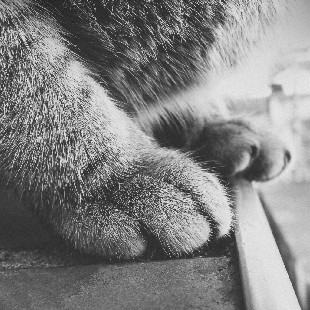 Пушистые кошачьи лапки