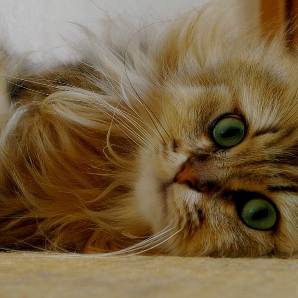 Пушистый зеленоглазый котенок