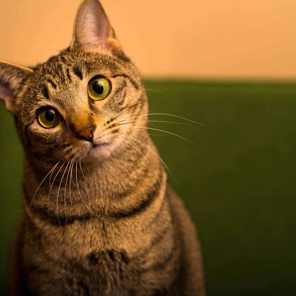 Забавный зеленоглазый домашний кот