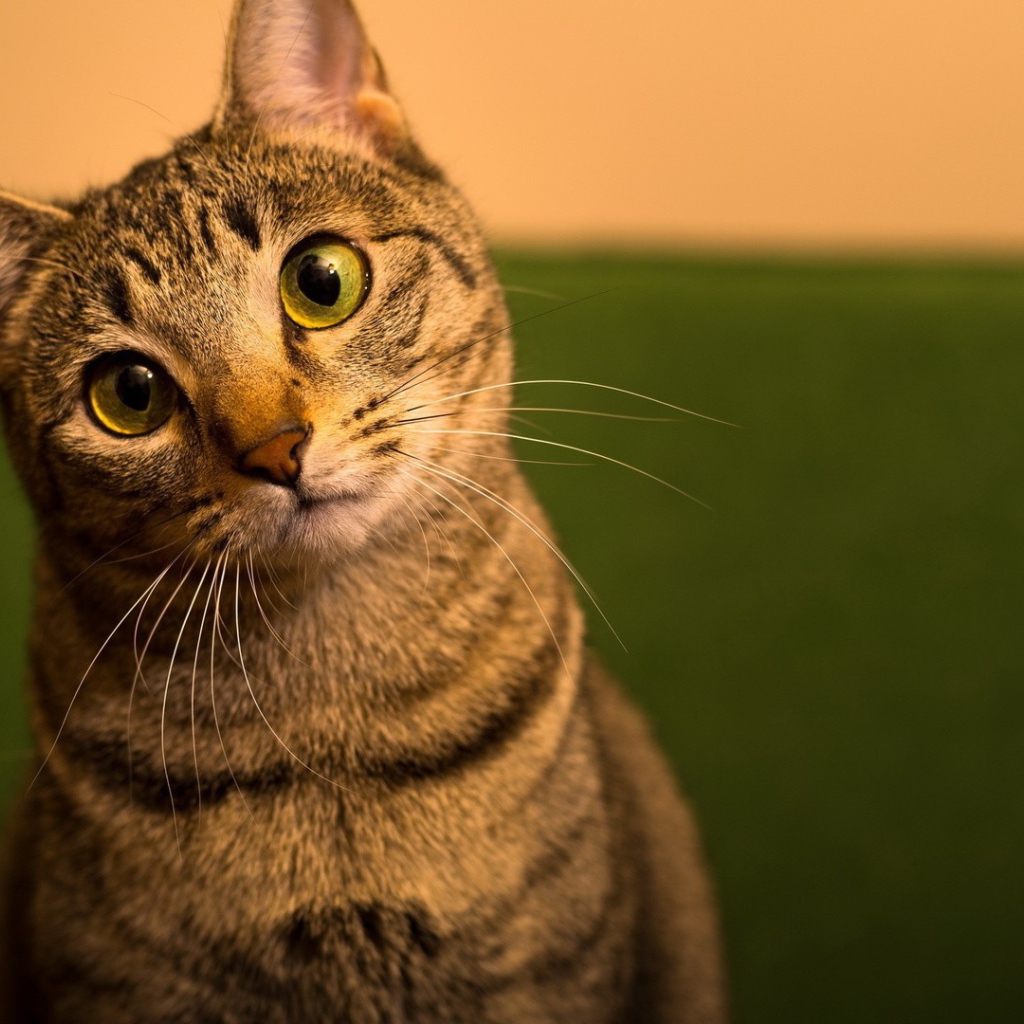 Забавный удивленный кот