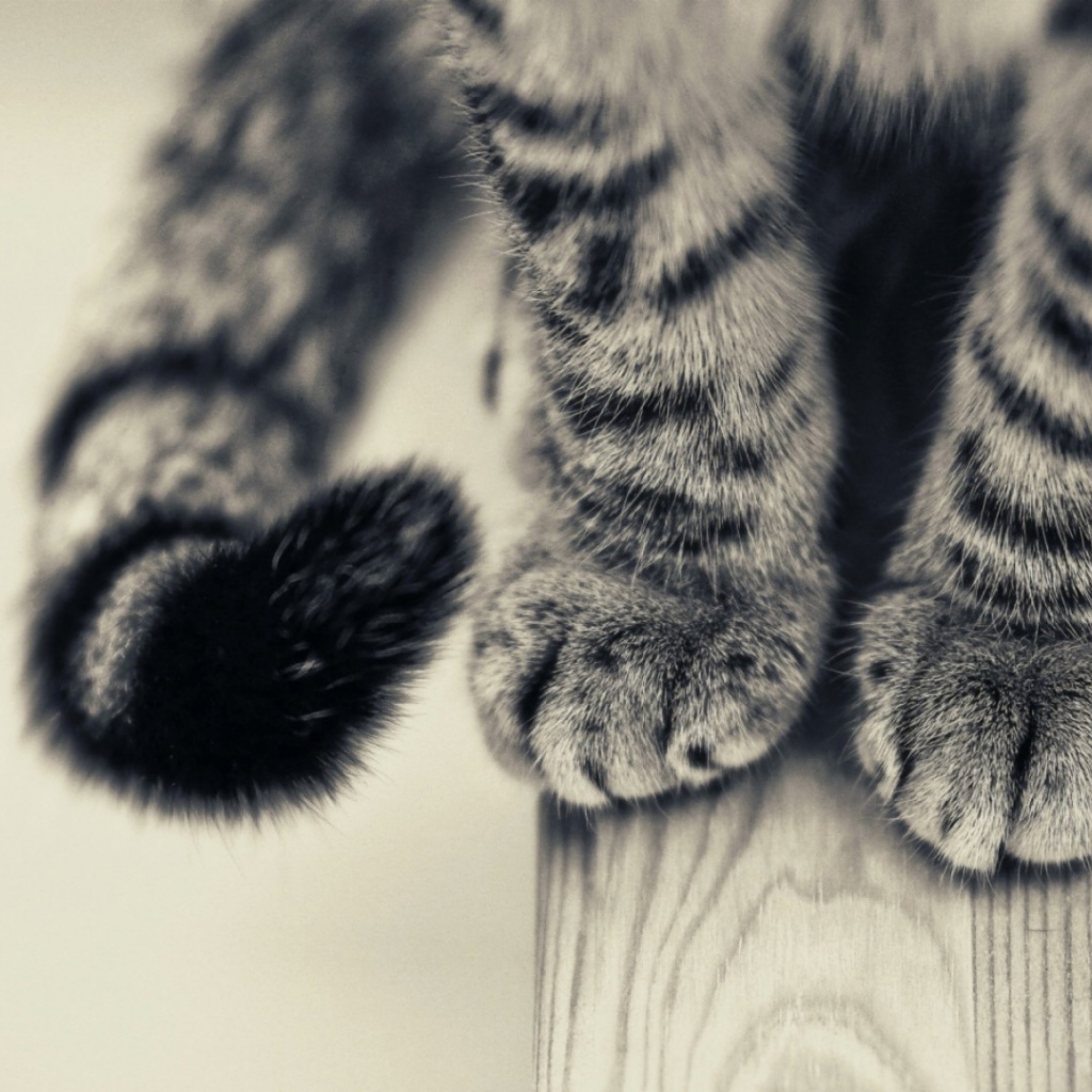 Пушистые лапки и хвост серого кота