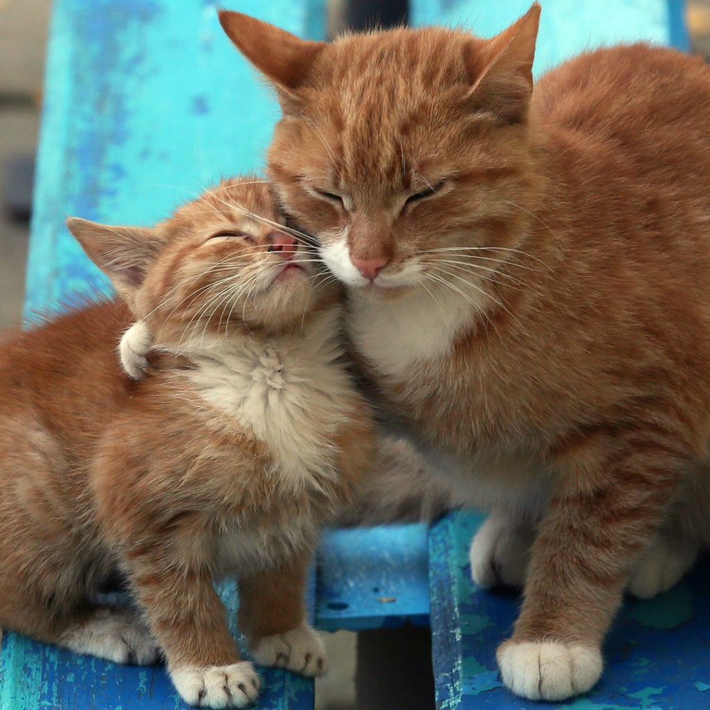 Рыжий котенок с мамой