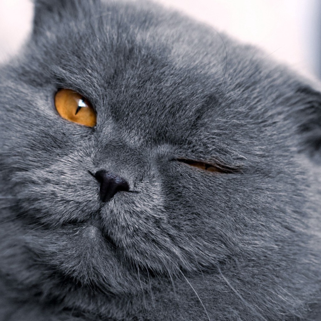 Серый британец подмигивает