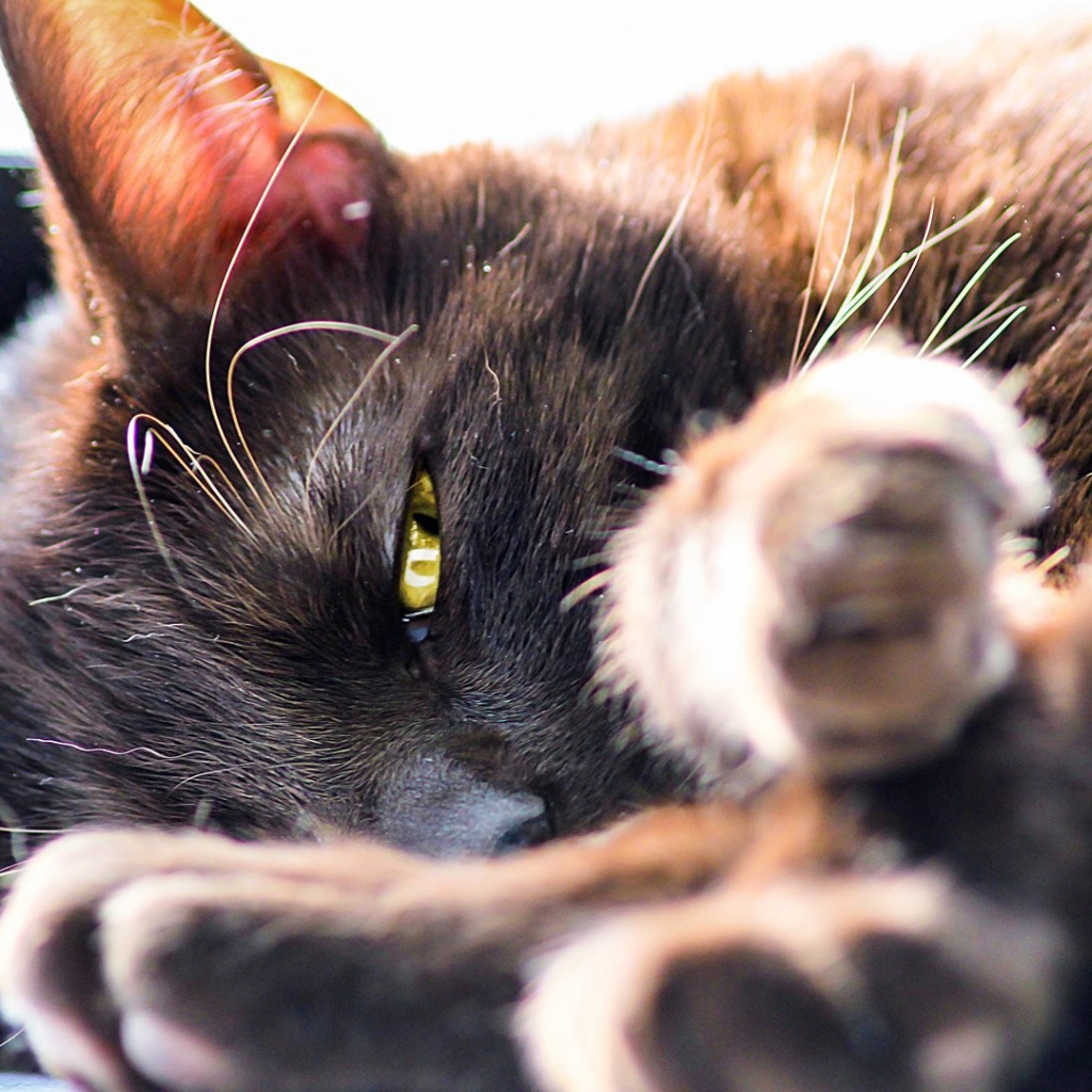 Серый кот лежит на боку