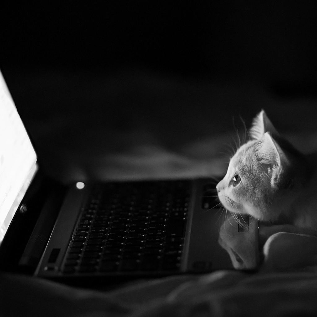 Серый котенок смотрит в ноутбук