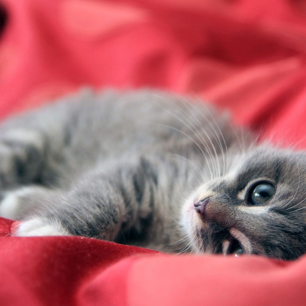 Серый котенок лежит на красной ткани