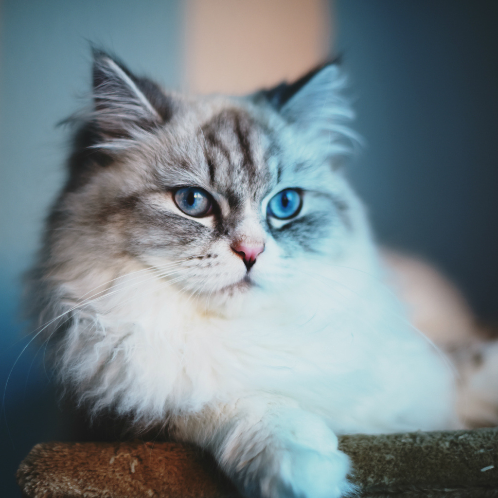 Серый кот с голубыми глазами