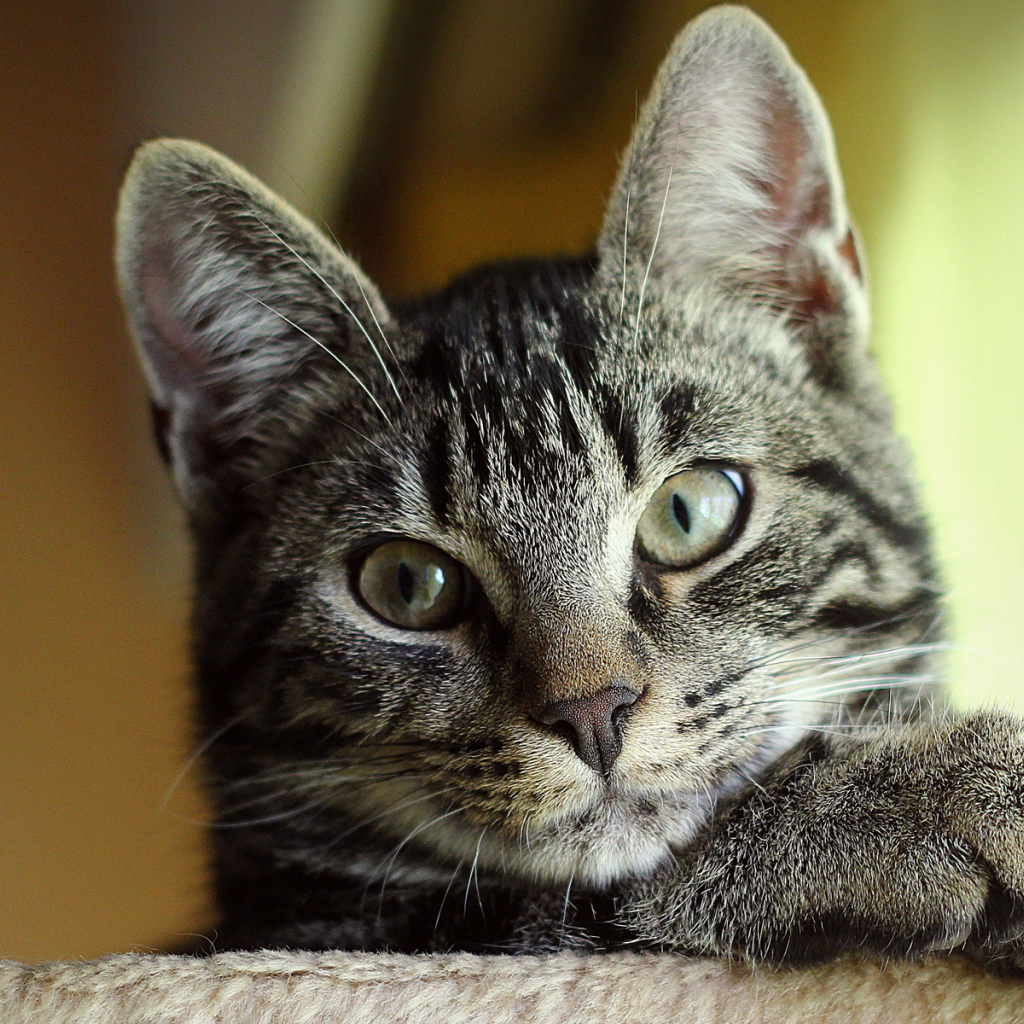 Серый Кот с зелеными глазами