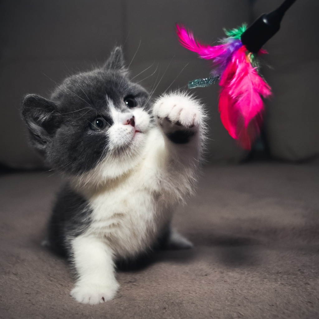 Серый котенок играет с игрушкой