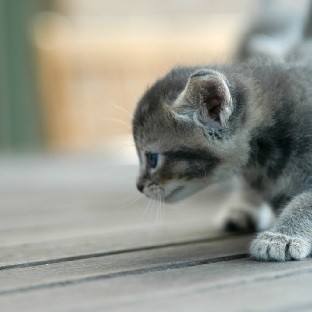 Серый игривый котенок
