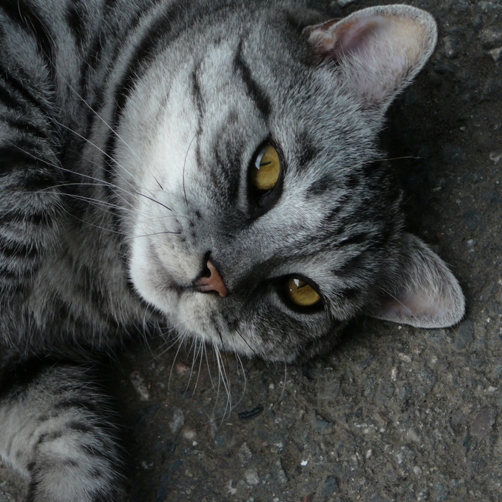 Серый полосатый кот