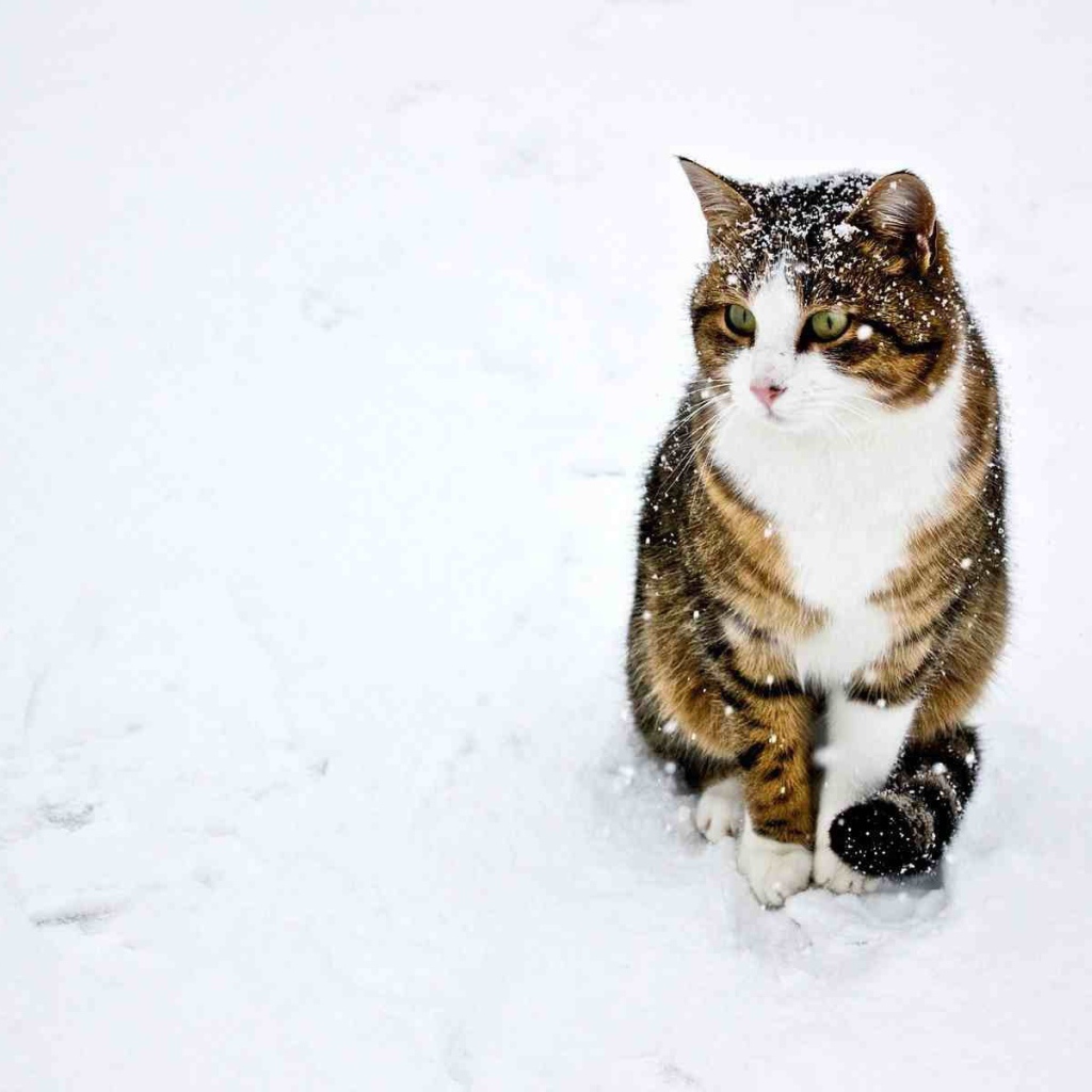 Домашний кот играет в снегу