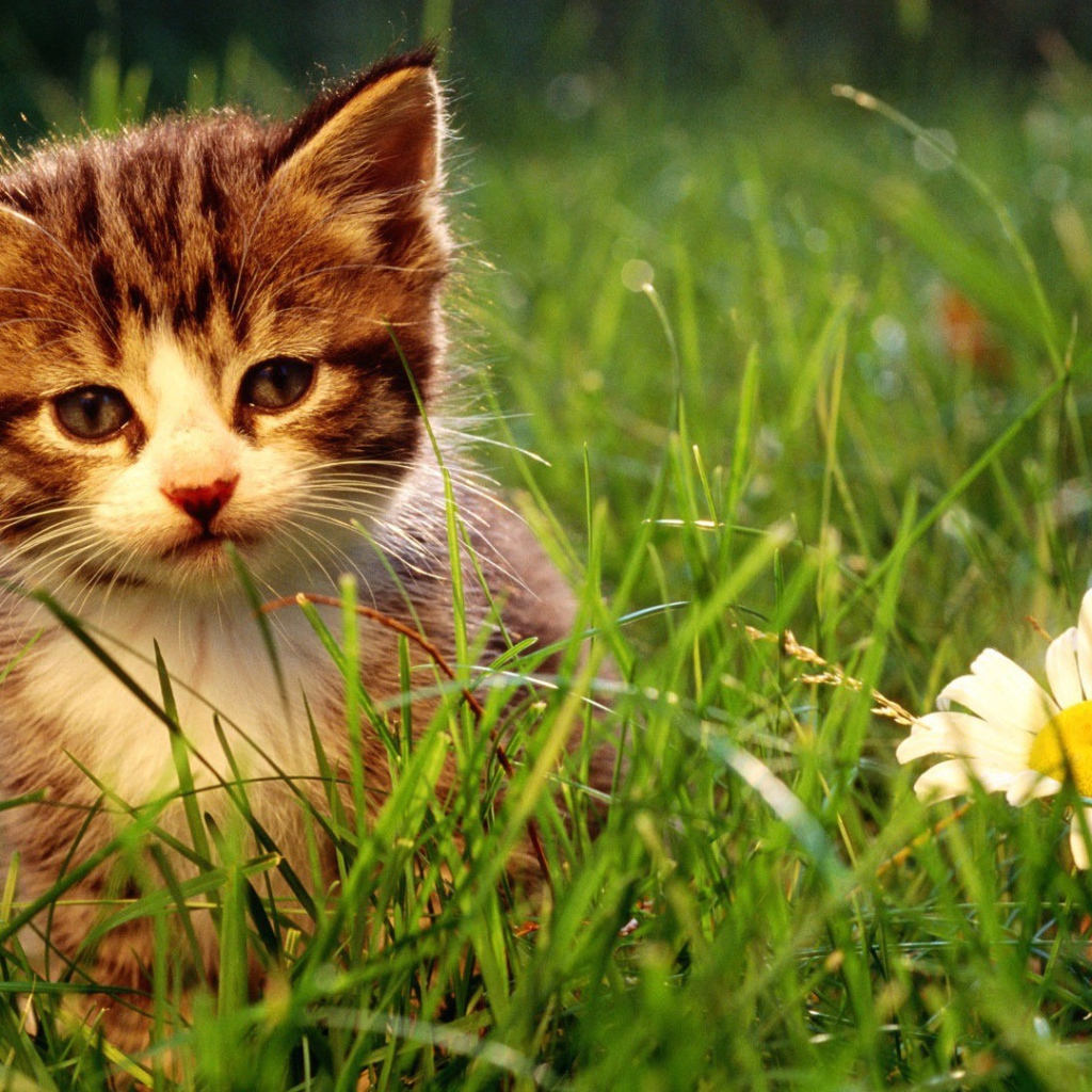 Котенок и большая ромашка