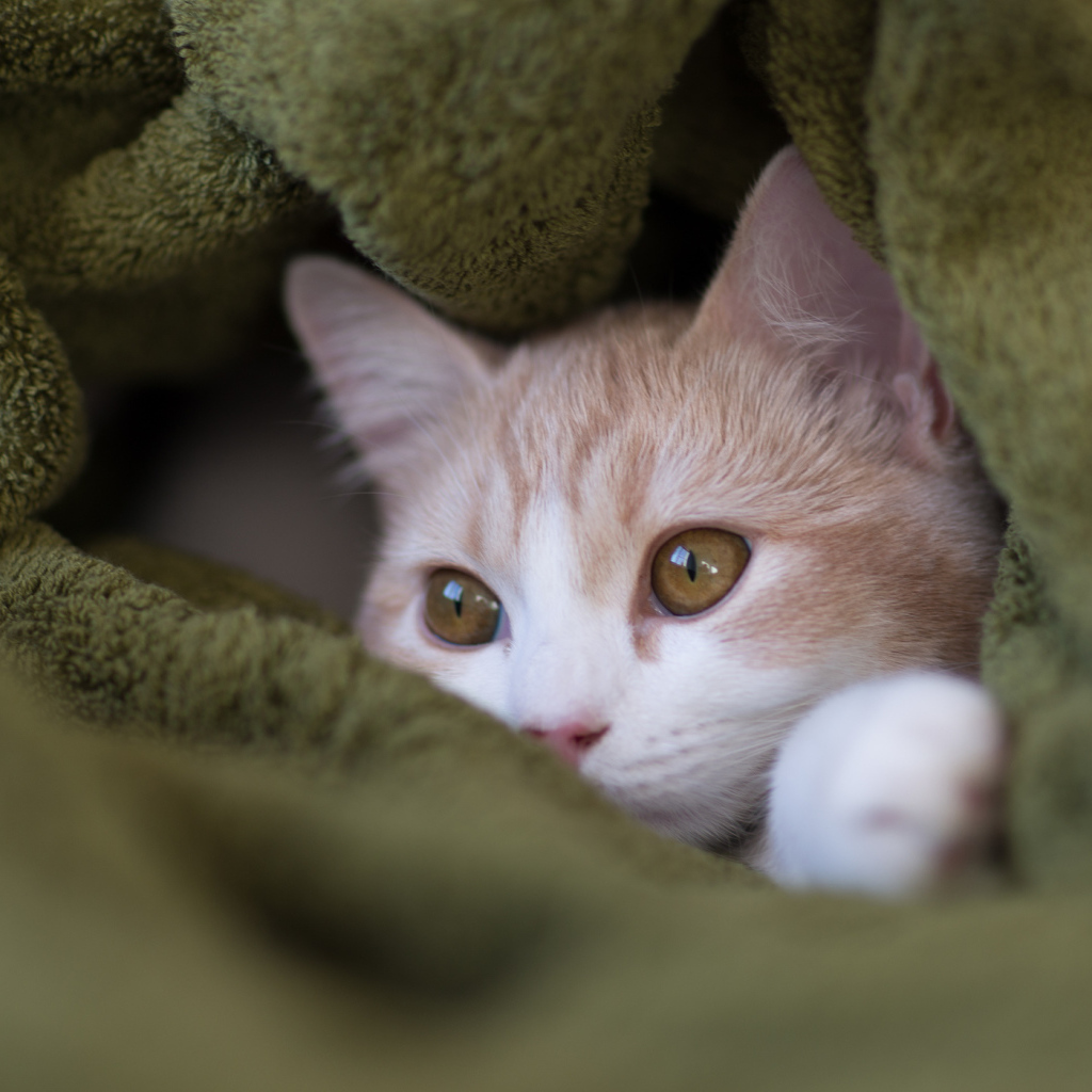 Котенок прячется в пледе