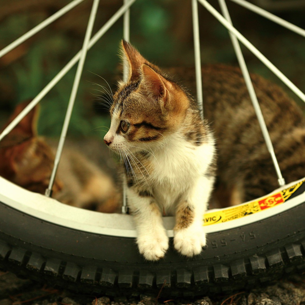Котенок  в колесе велосипеда