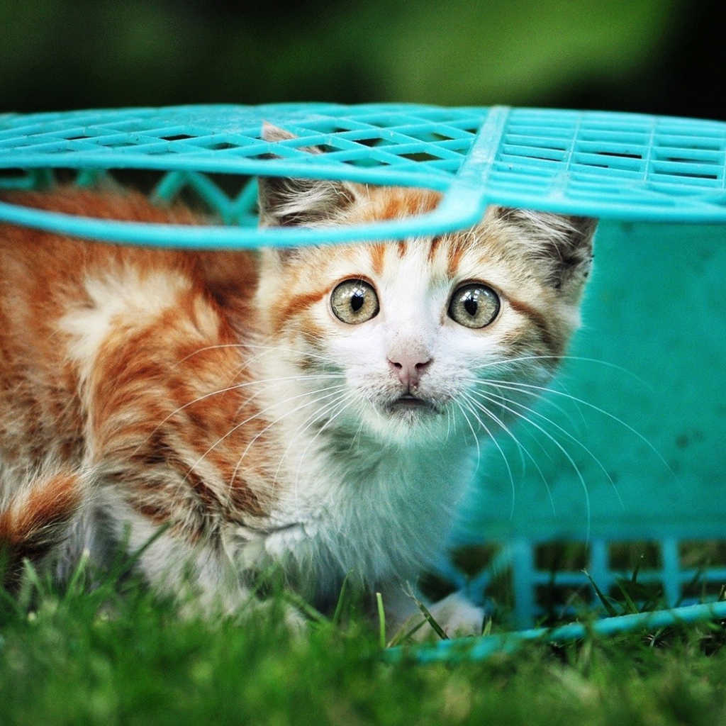 Котенок в голубой корзине