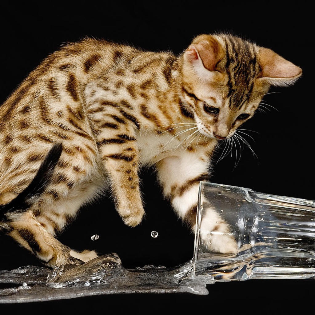 Котенок опрокинул стакан с водой