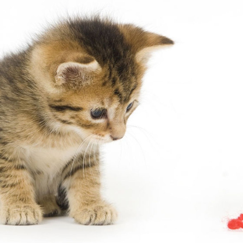 Котенок смотрит на красную нитку