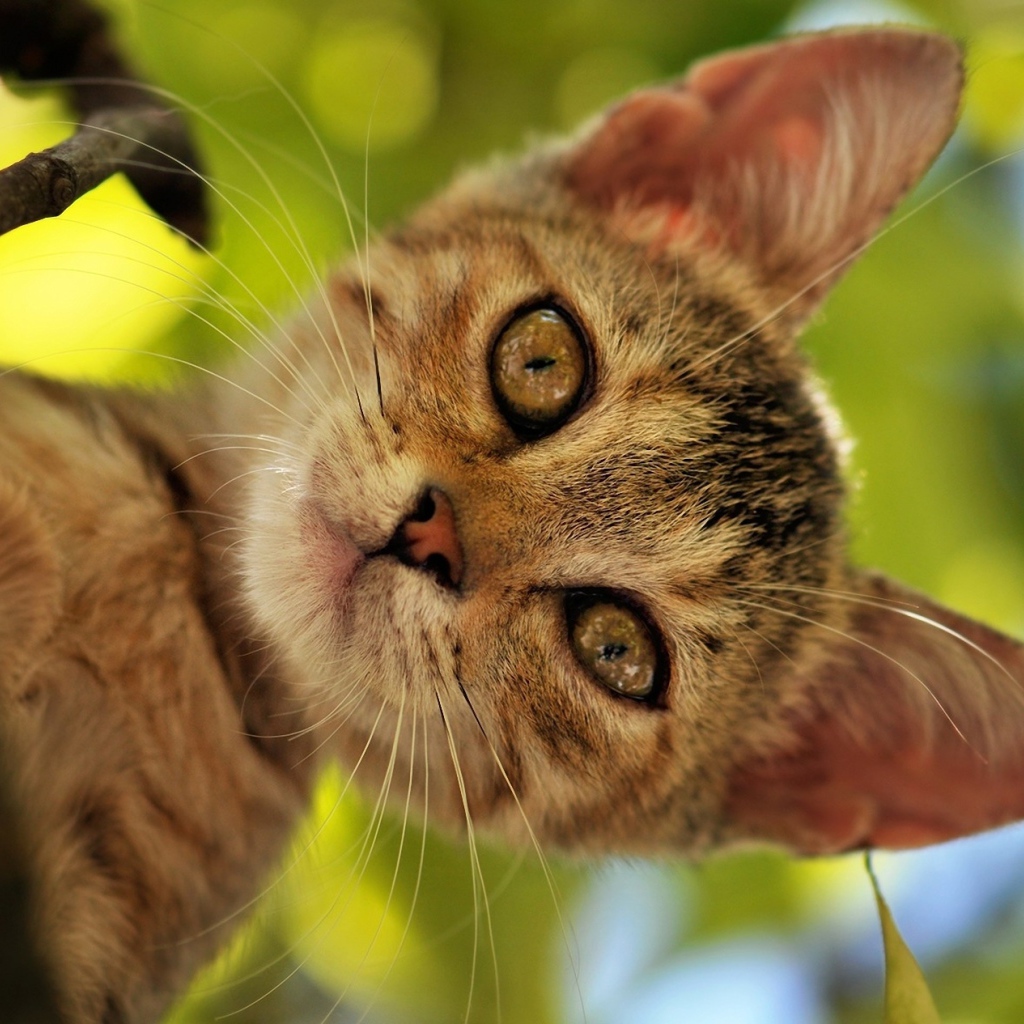 Котенок на дереве