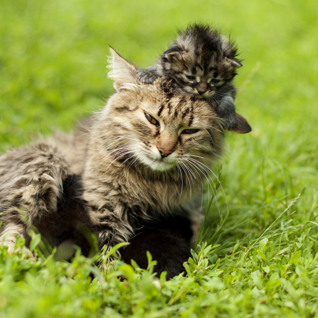 Котенок на голове у мамы