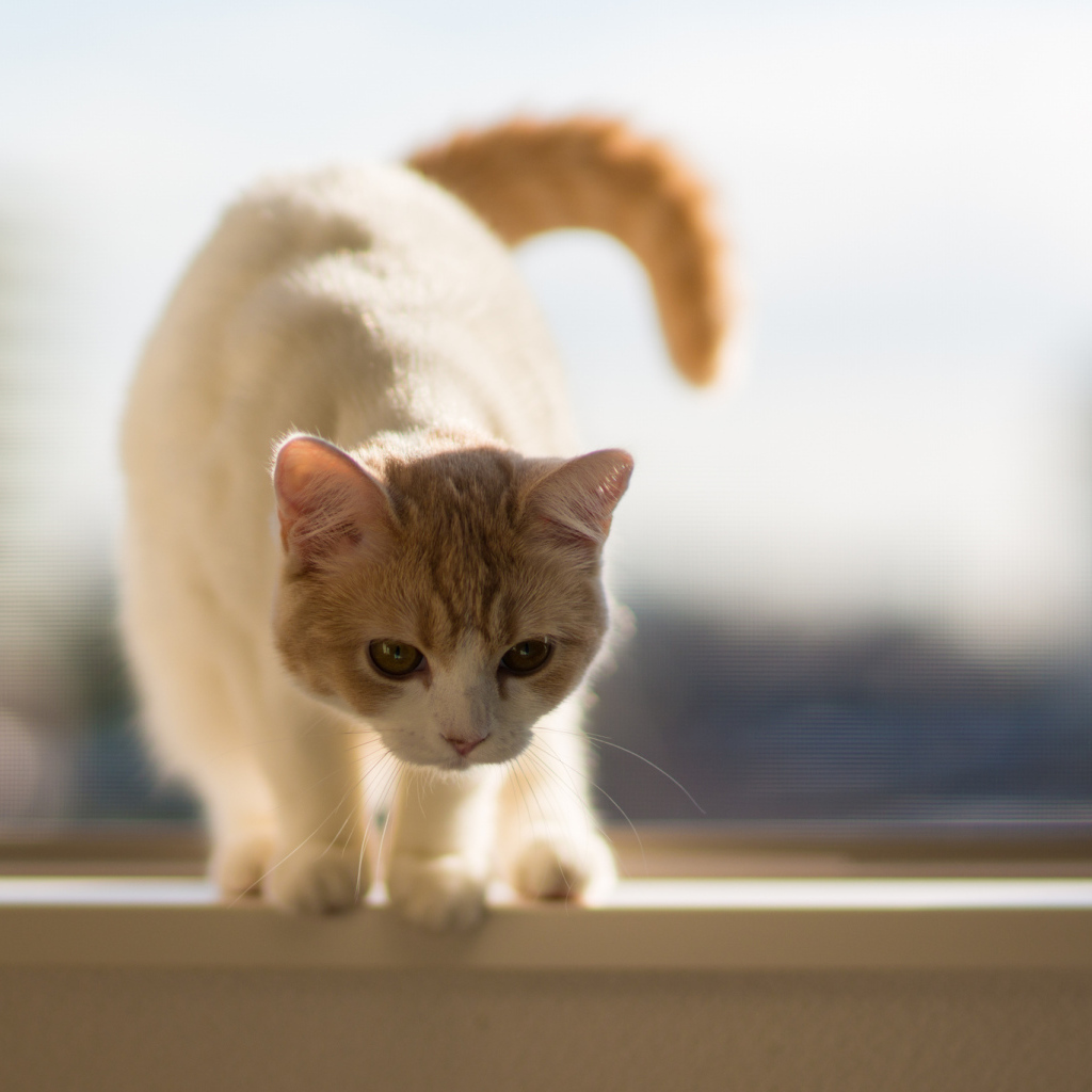 Котенок на подоконнике