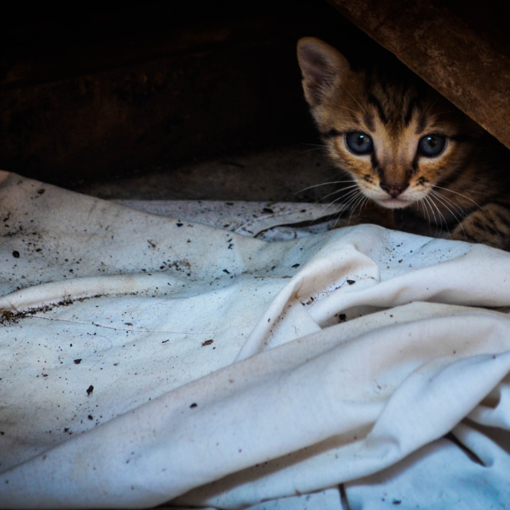 Котенок выглядывает из под доски
