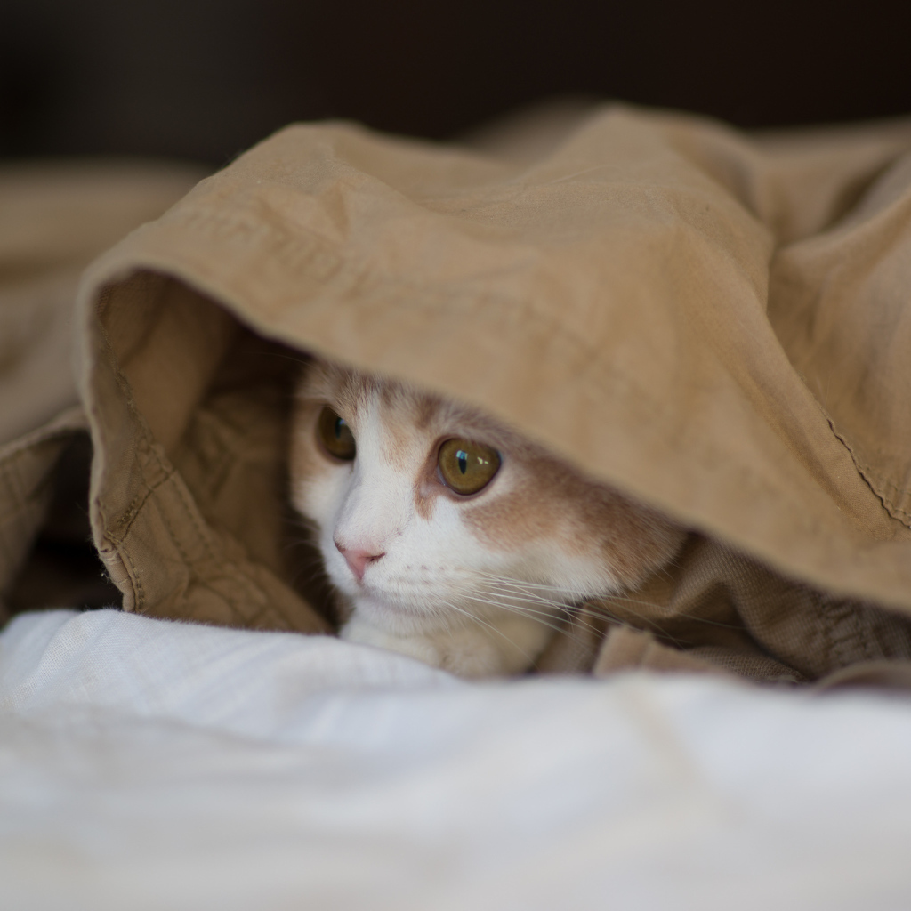 Kitten playing hide and seek