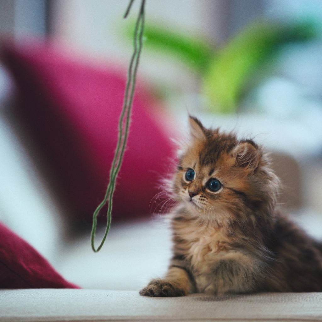 Котенок играет с зеленой ниткой