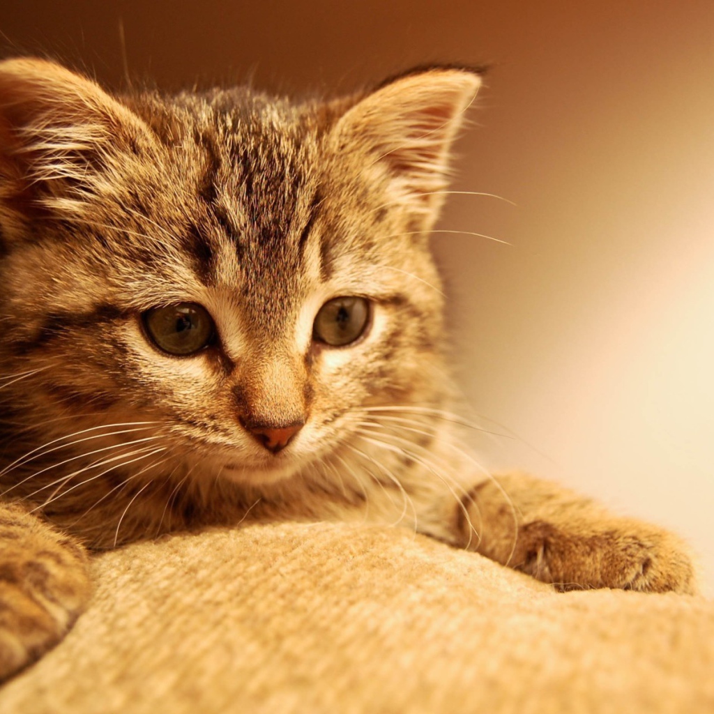 Котенок положил лапы на ткань