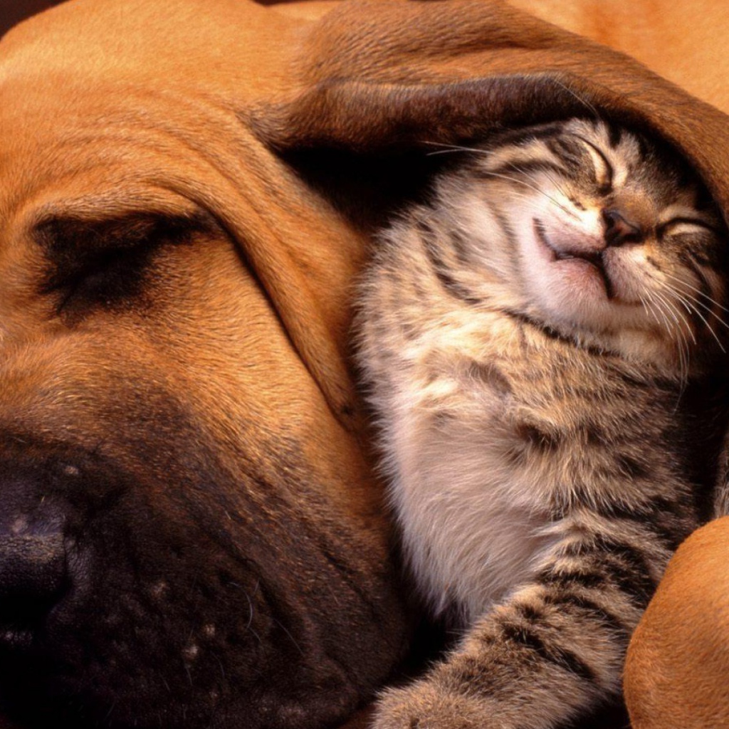 Котенок под ухом большой собаки