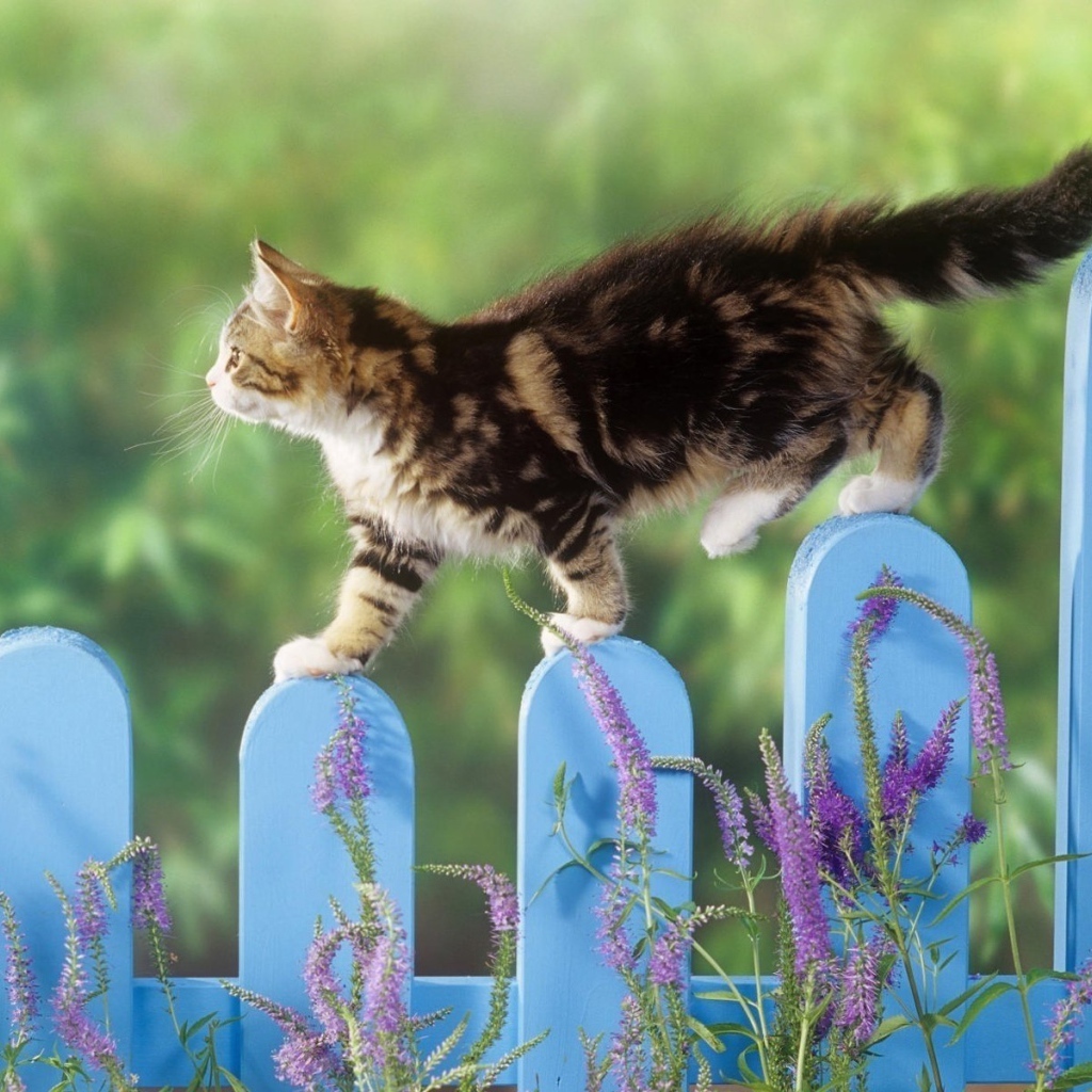 Котенок гуляет по голубому забору