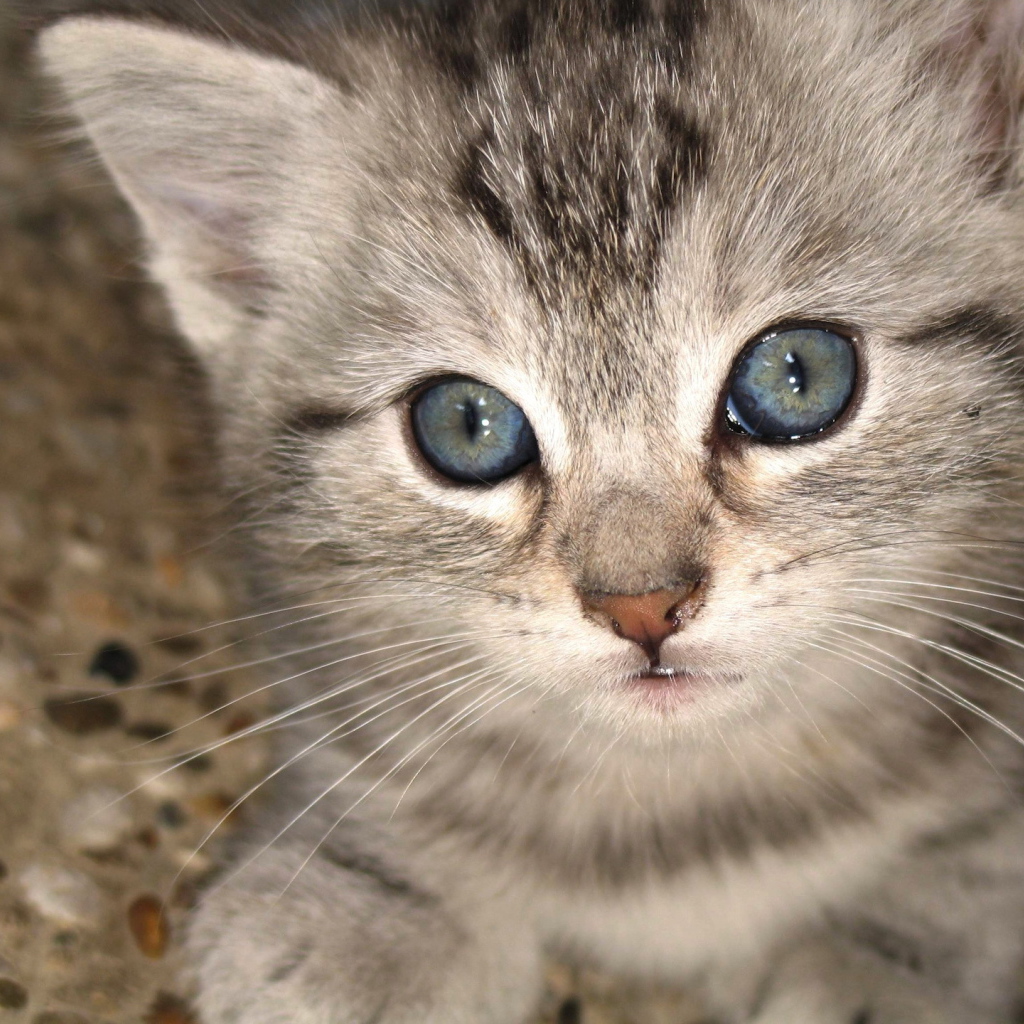 Kitten with grey blue eyes