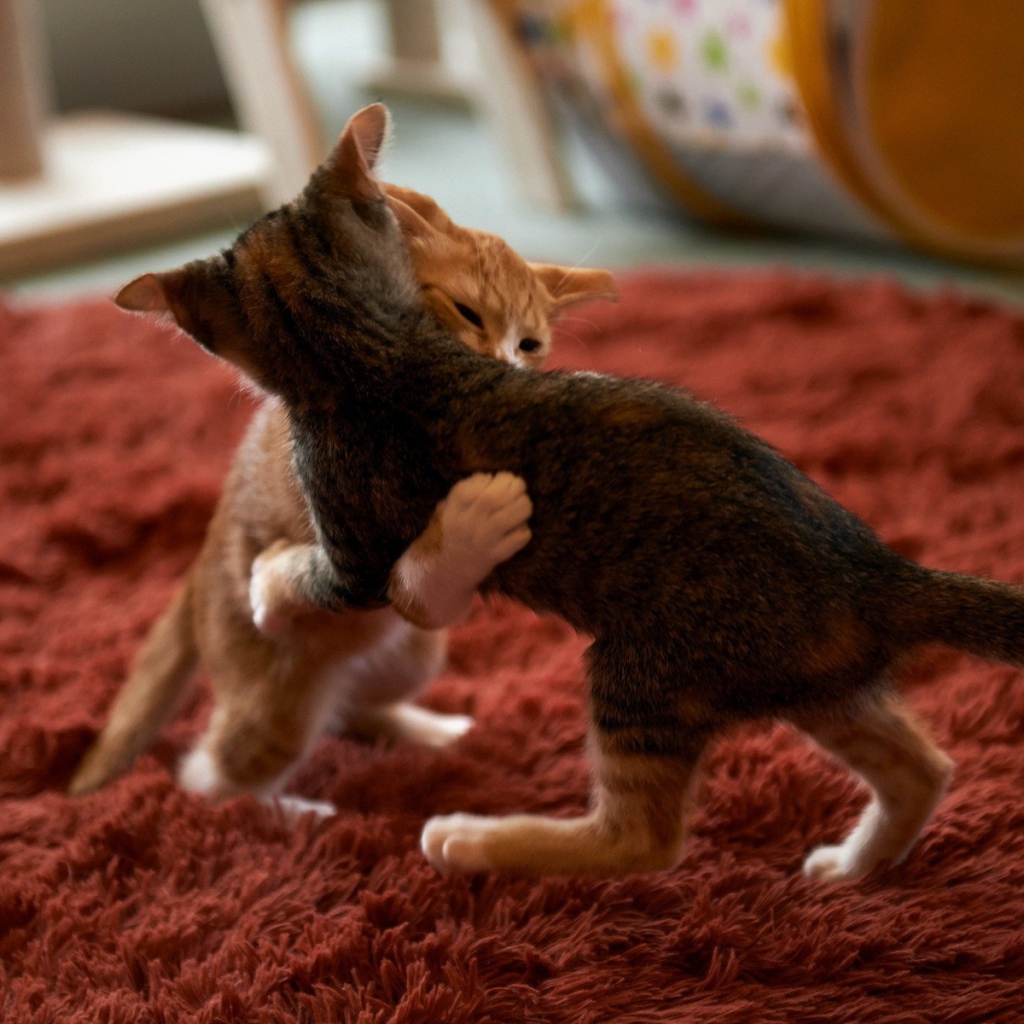 Котята играют на красном ковре