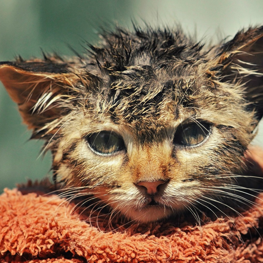 Котенок после купания