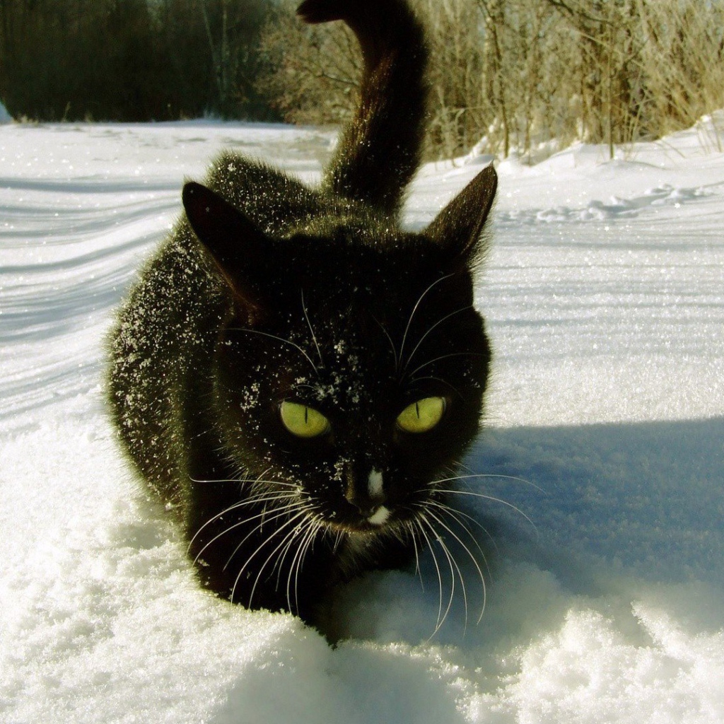 Безумный мартовский кот