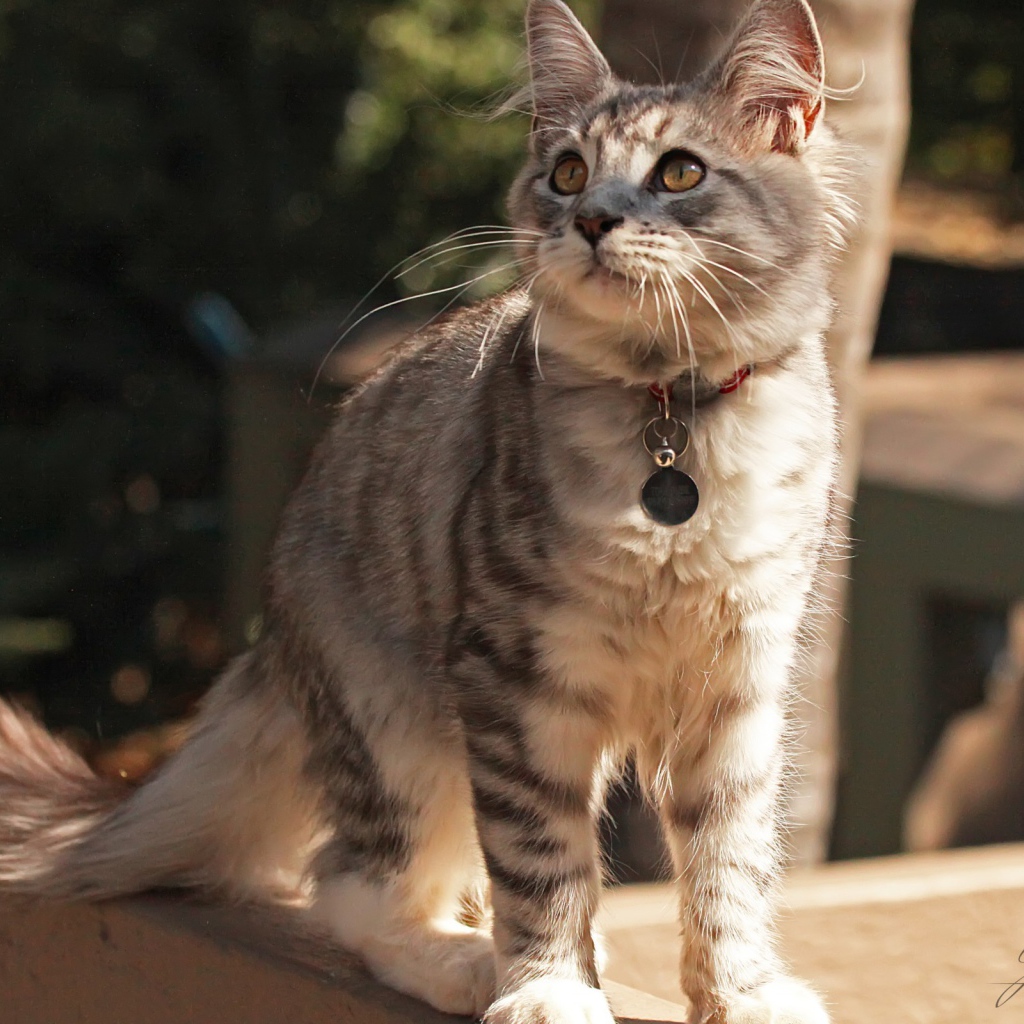 Медальон на ошейнике кошки