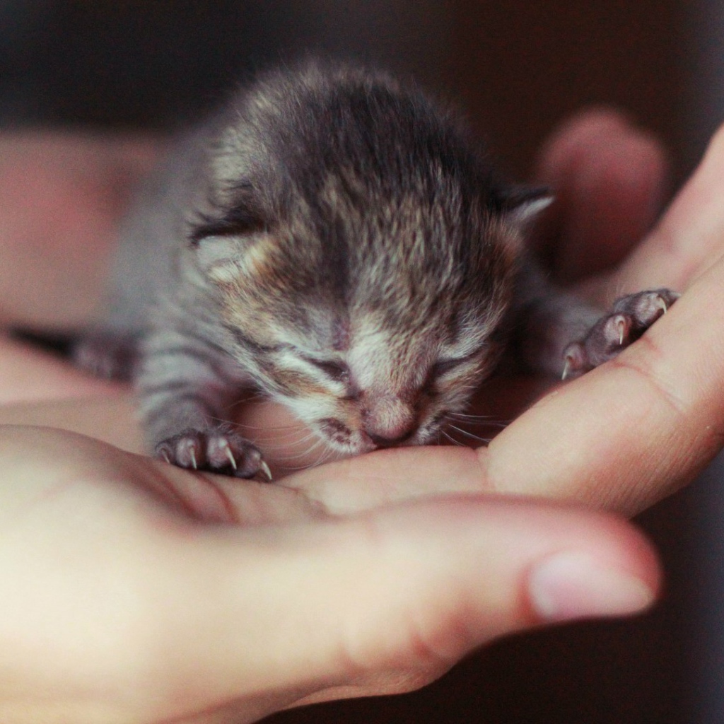 Новорожденный котенок на ладони