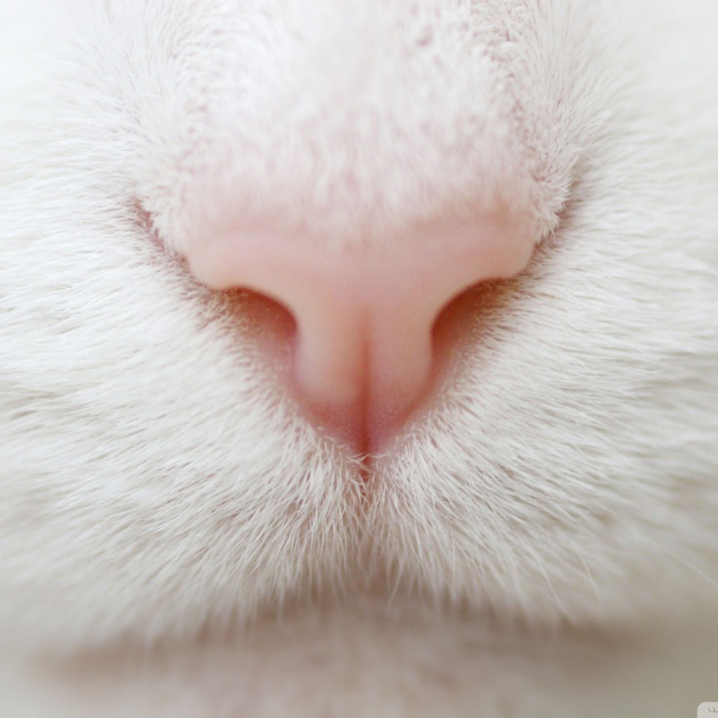 Розовый нос на белой мордочке кота