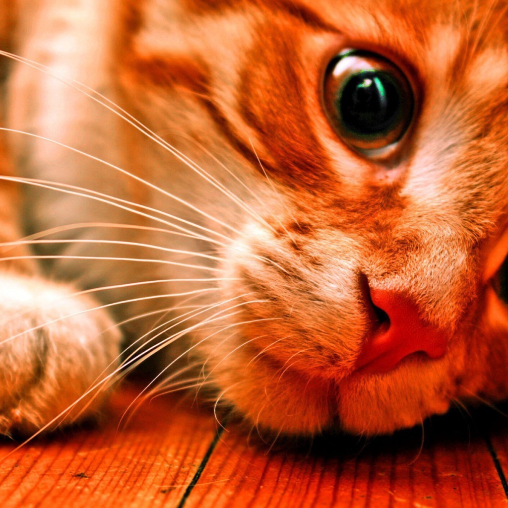 Розовоносый кот заглядывает под кровать