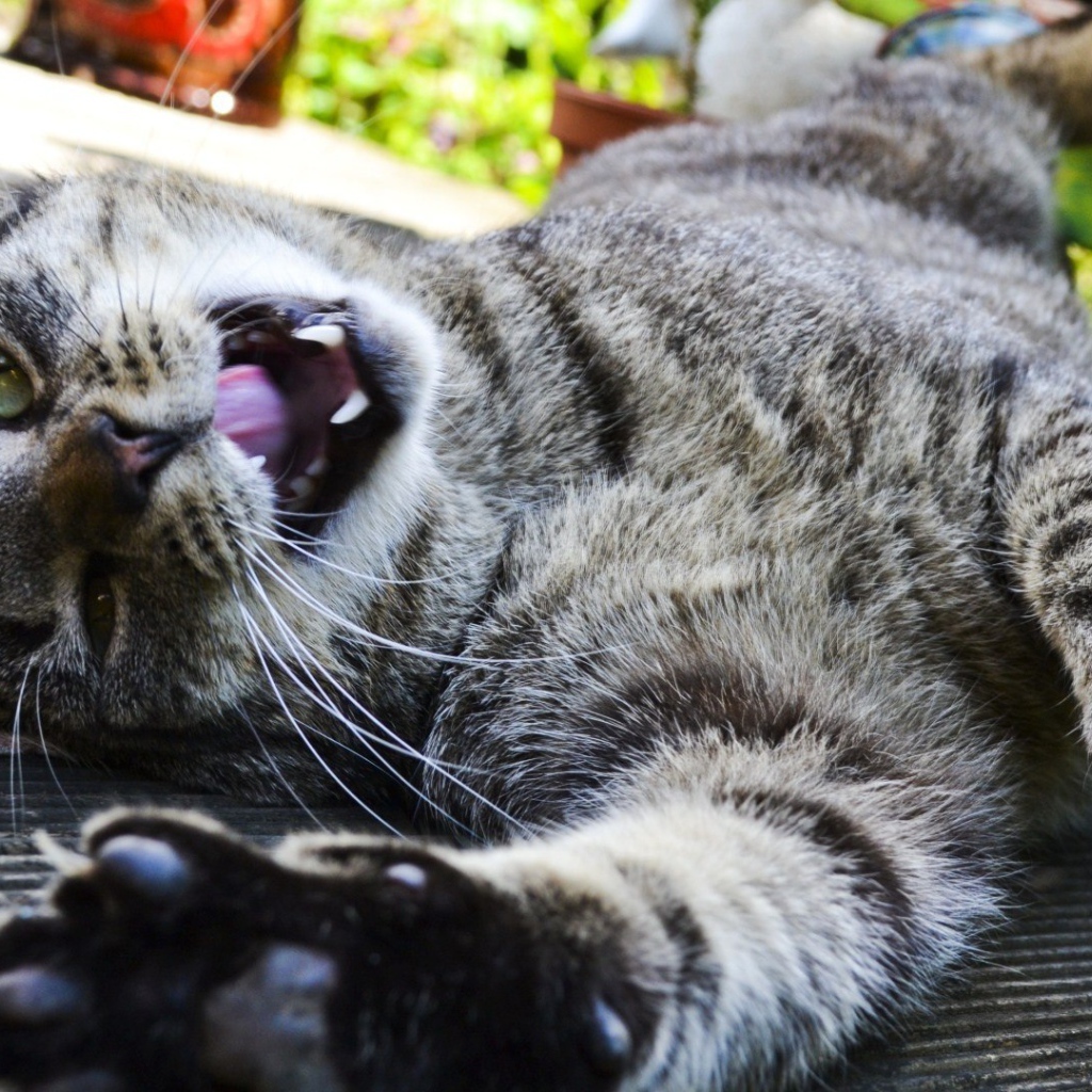 Довольный забавный кот