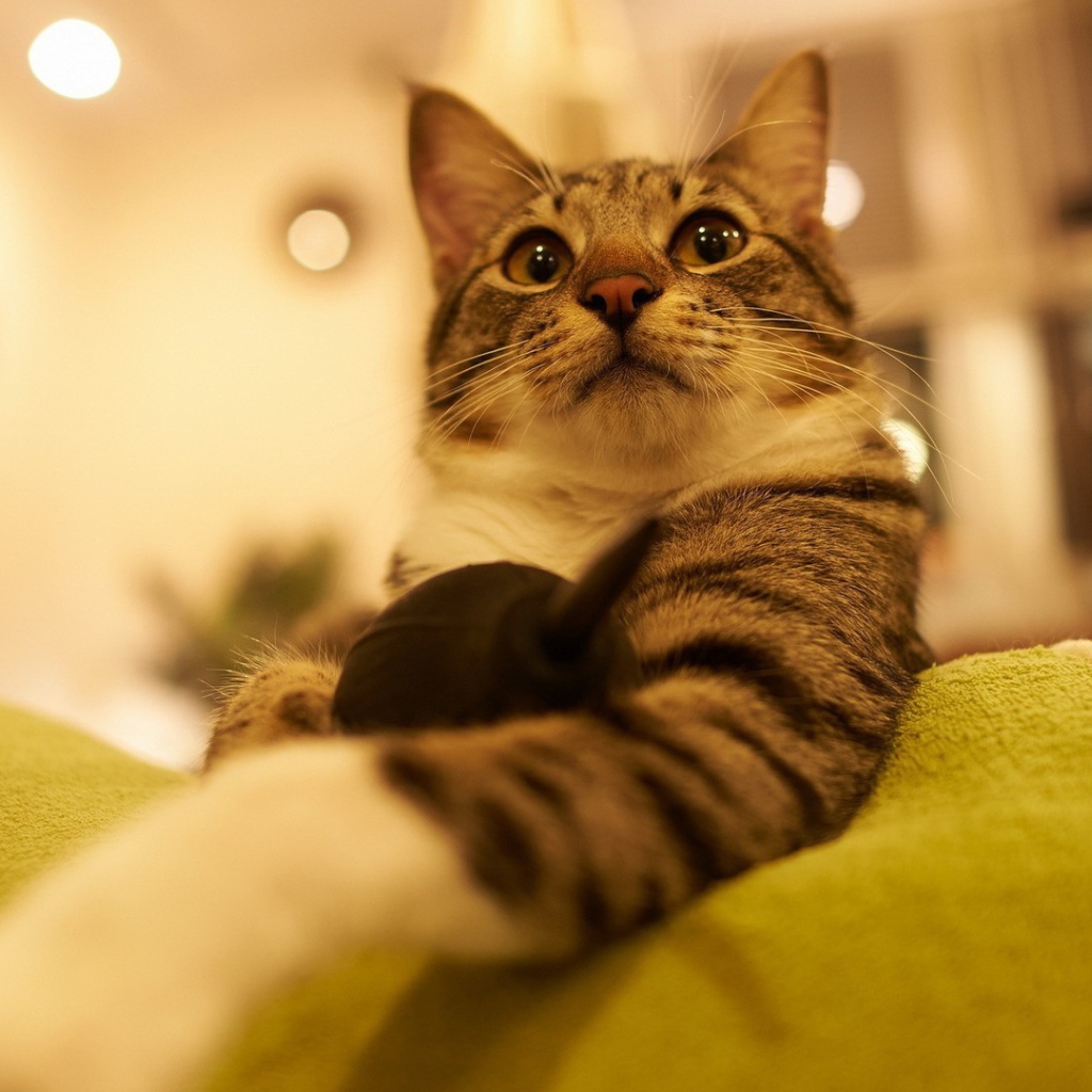 Горделивый домашний кот