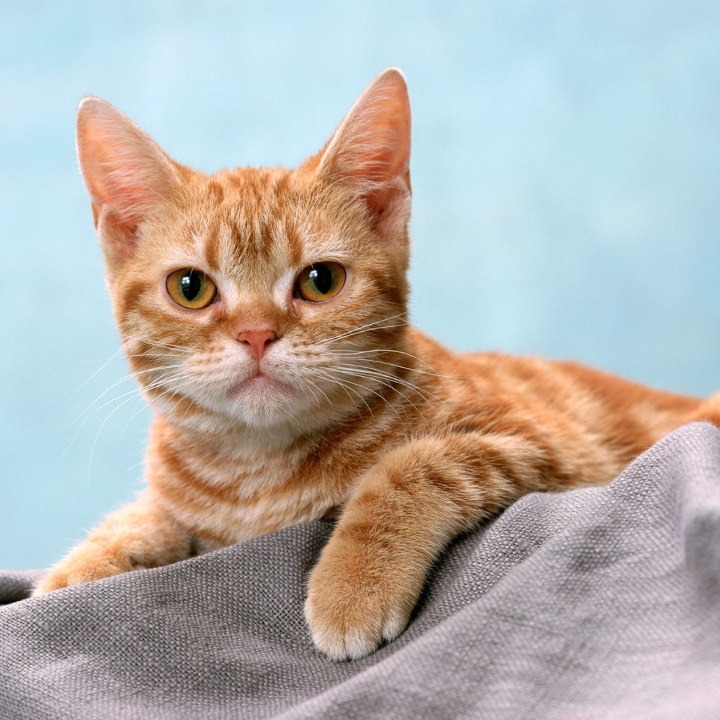 Курносый рыжий котенок