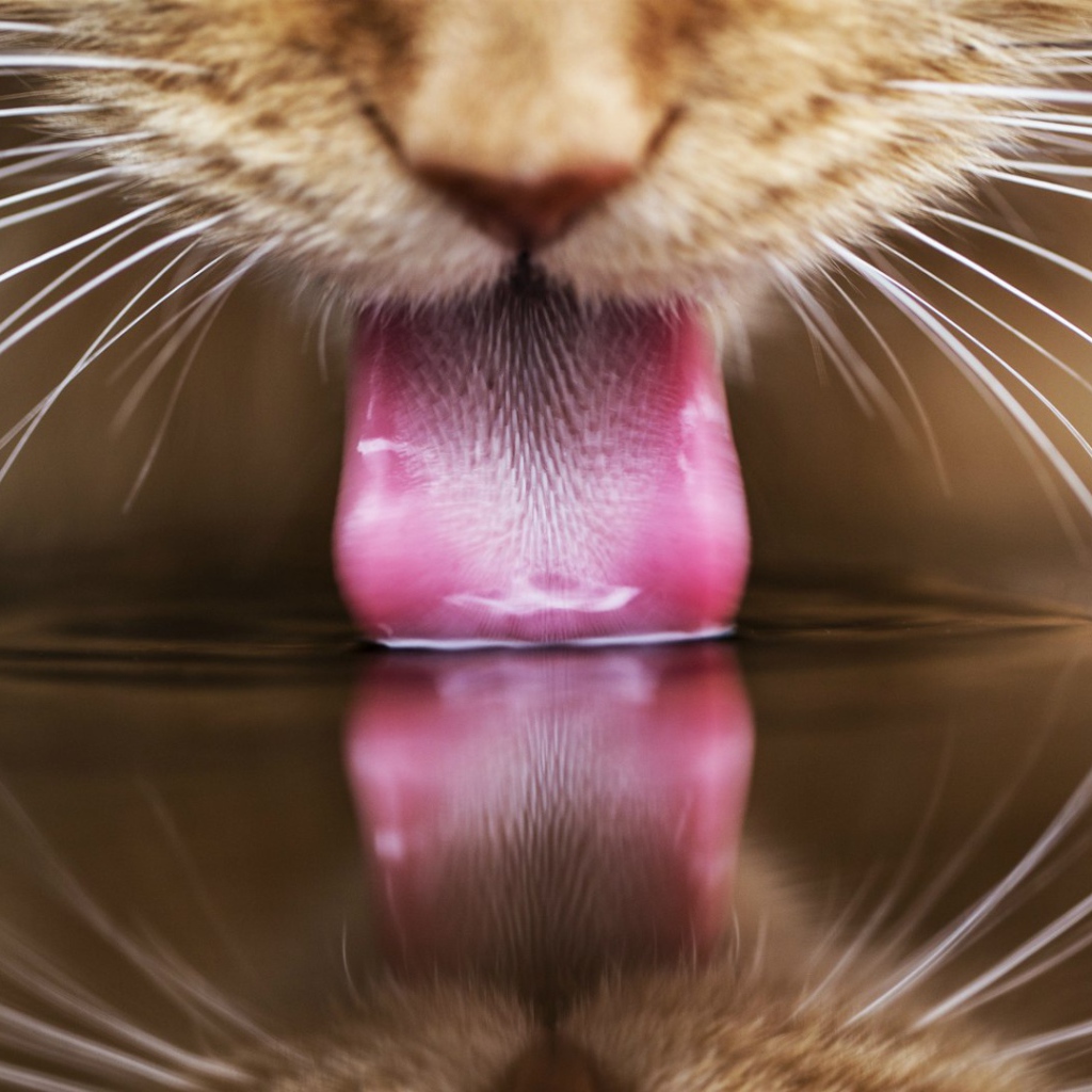 Рыжий кот пьет воду