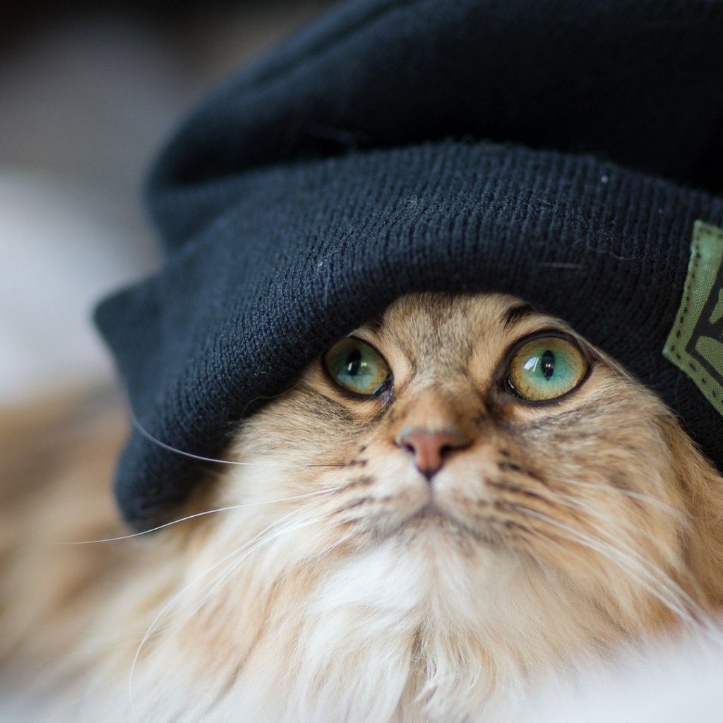 Рыжий кот в шапке