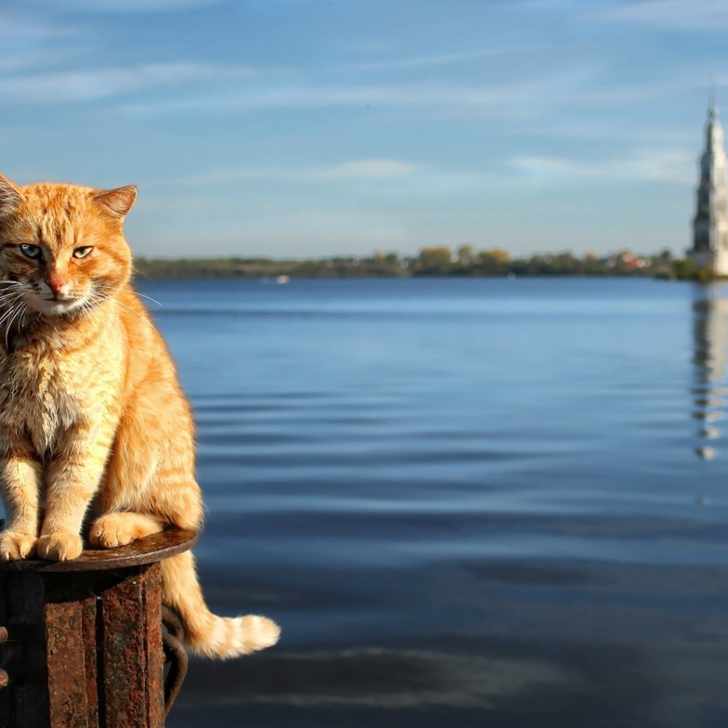 Рыжий кот на фоне воды