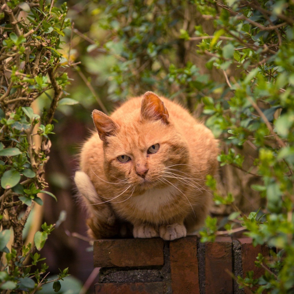 Рыжий кот на каменном заборе